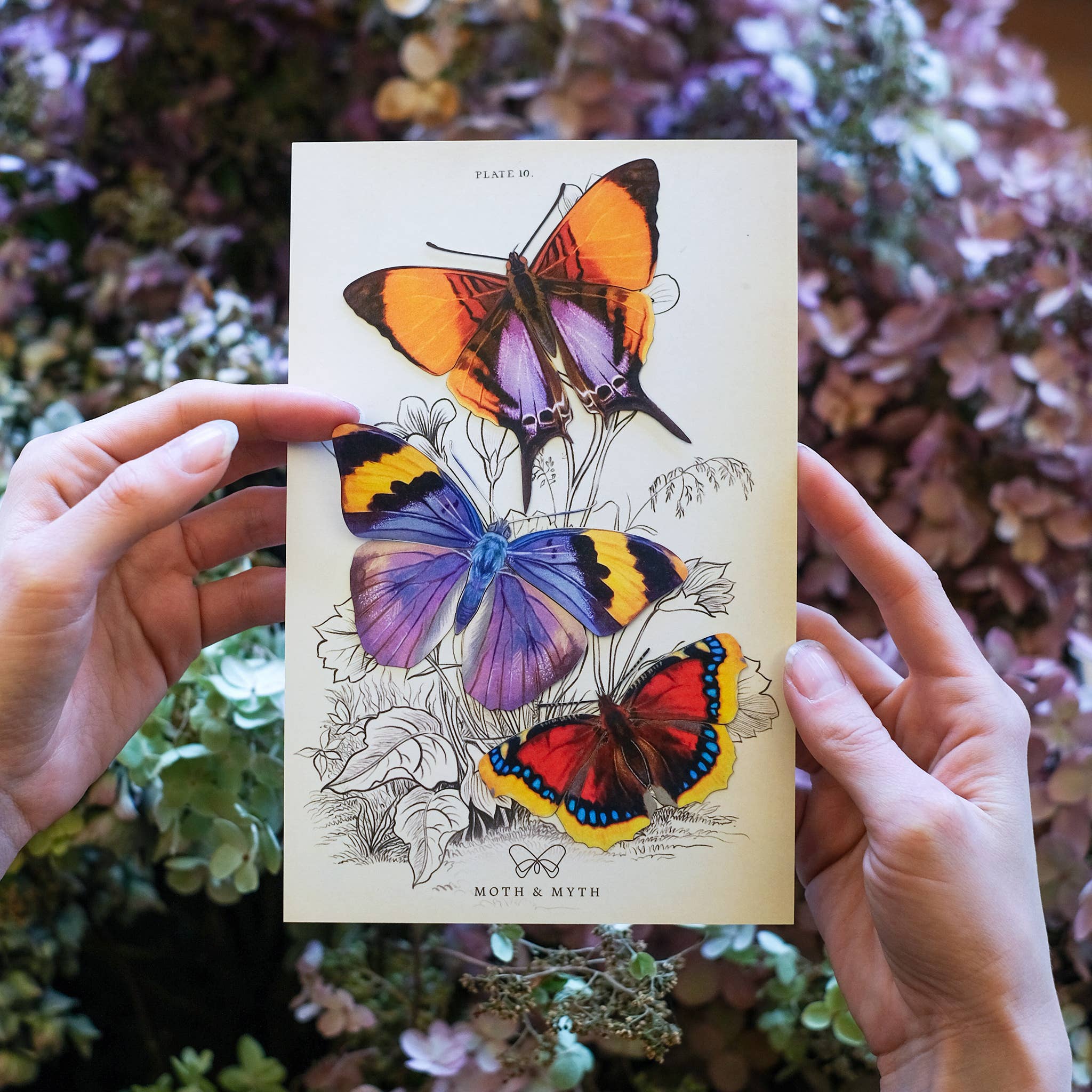 Moth and Myth – Recortes por atacado – Conjunto de borboletas 'Sunrise'1