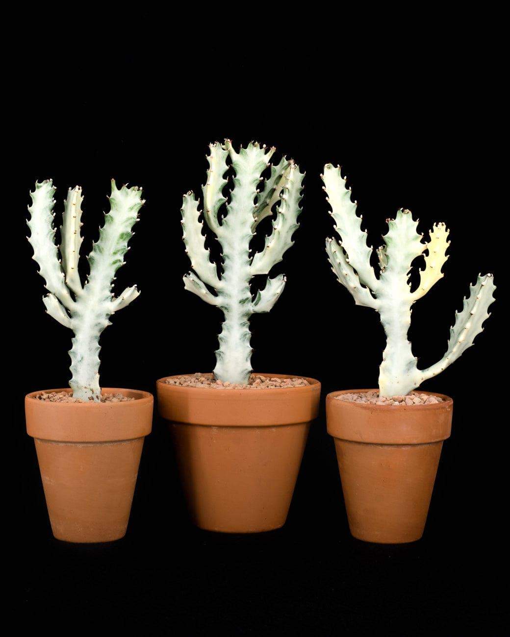 Tula House - Wholesale Live Plant - Euphorbia lactea 'White Ghost'2