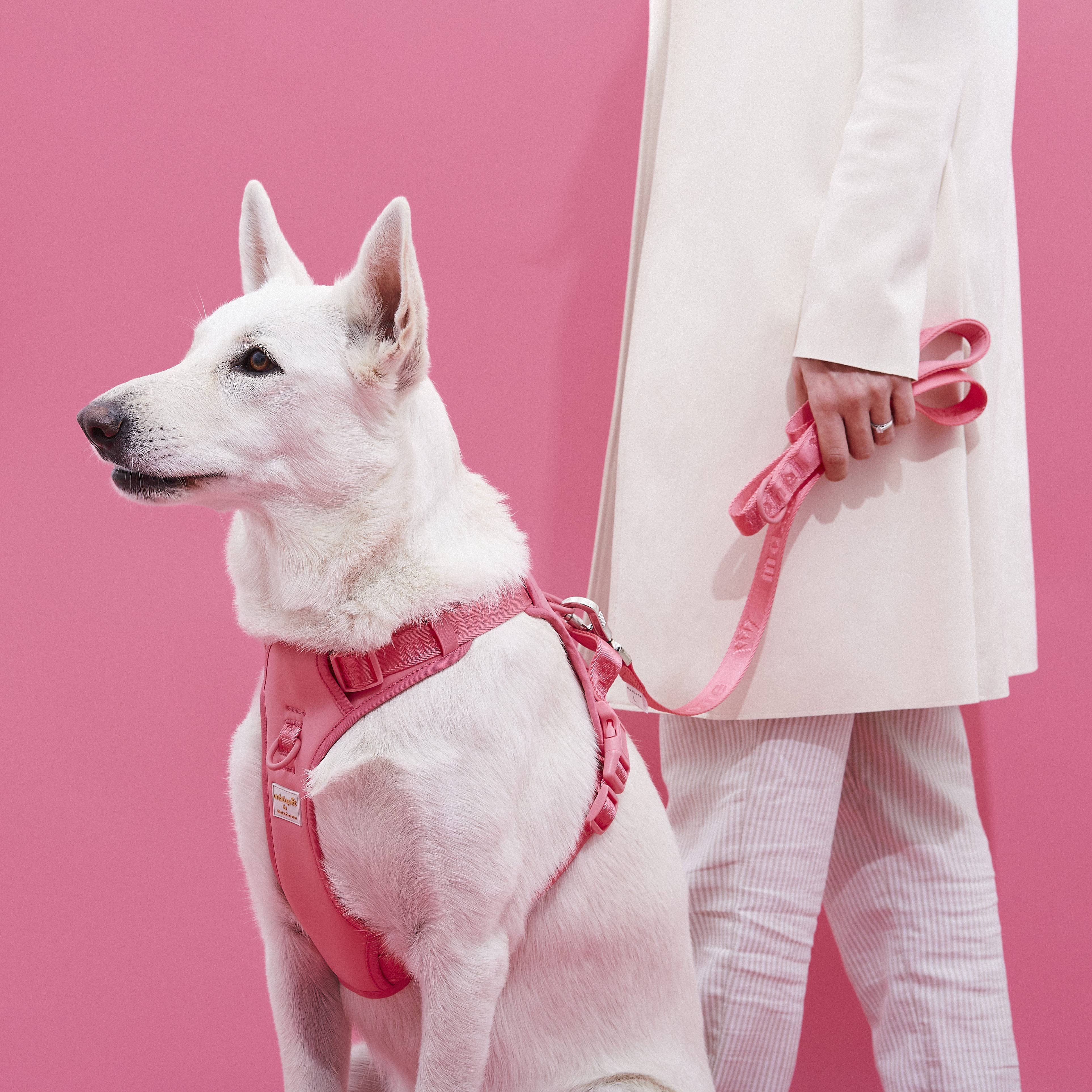 ARISTOPET - Wholesale Pet Leash - Dog - GO WITH EASE HANDS-FREE LEASH17