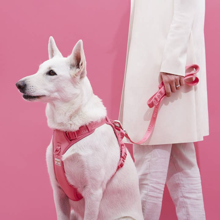 ARISTOPET - Wholesale Pet Leash - Dog - GO WITH EASE HANDS-FREE LEASH17