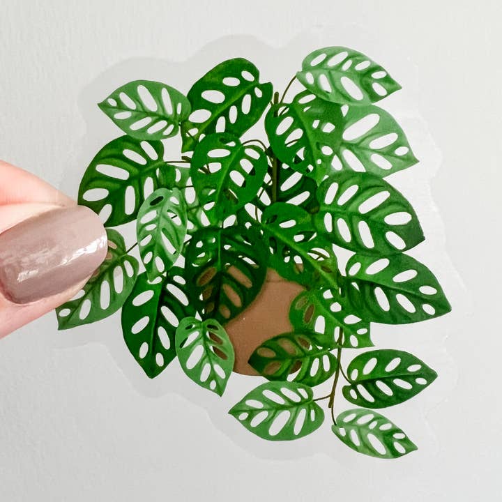 Autocollant en vinyle transparent Swiss Cheese Plant pour la vente par Lemon Press Studio