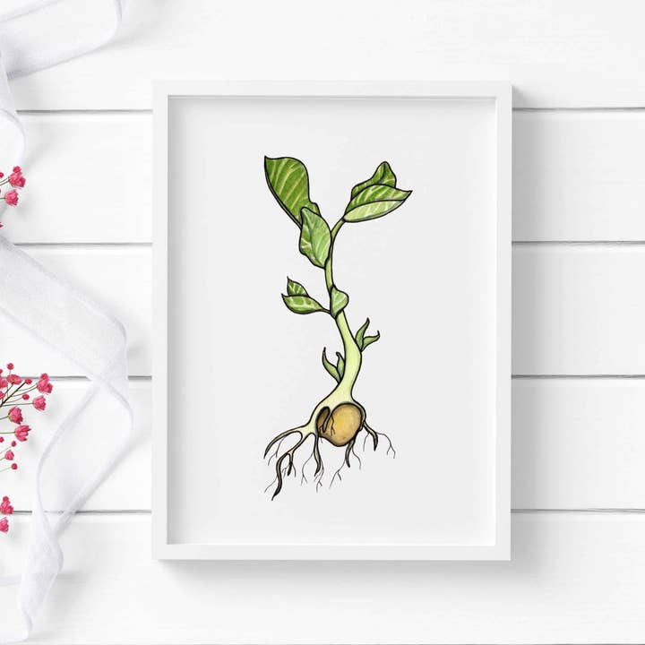 ”Garbanzo Bean Sprout” Akvarell Målning: Konst Print för wholesale av PinkPolish Design
