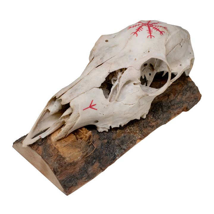 Hjorthuvud väggdekoration – Åskhjälm och Algiz-runor för wholesale av Oreamnos Oddities