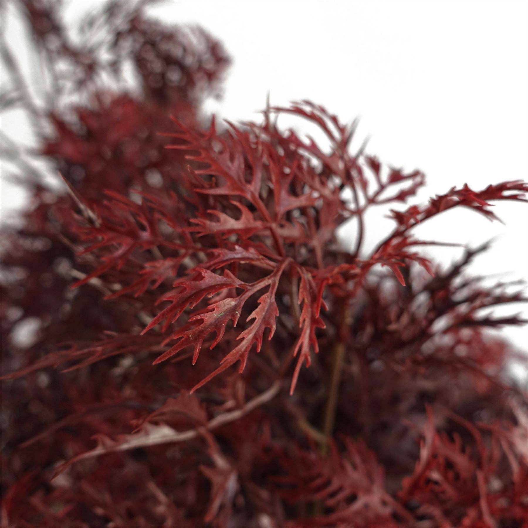 Leaf Design UK LTD – wholesale Artificial plant – Leaf Design 120cm Red Aralia Tree Artificial UV Outdoor2