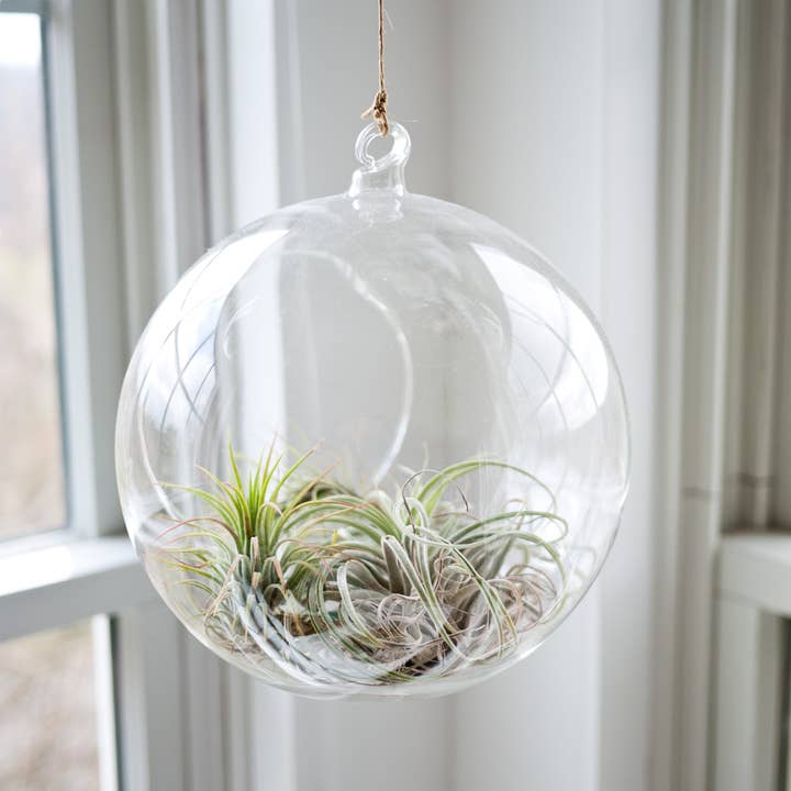 WGV International - Wholesale Terrarium - WGV Clear Hanging Glass Terrarium - 8" x 9"H