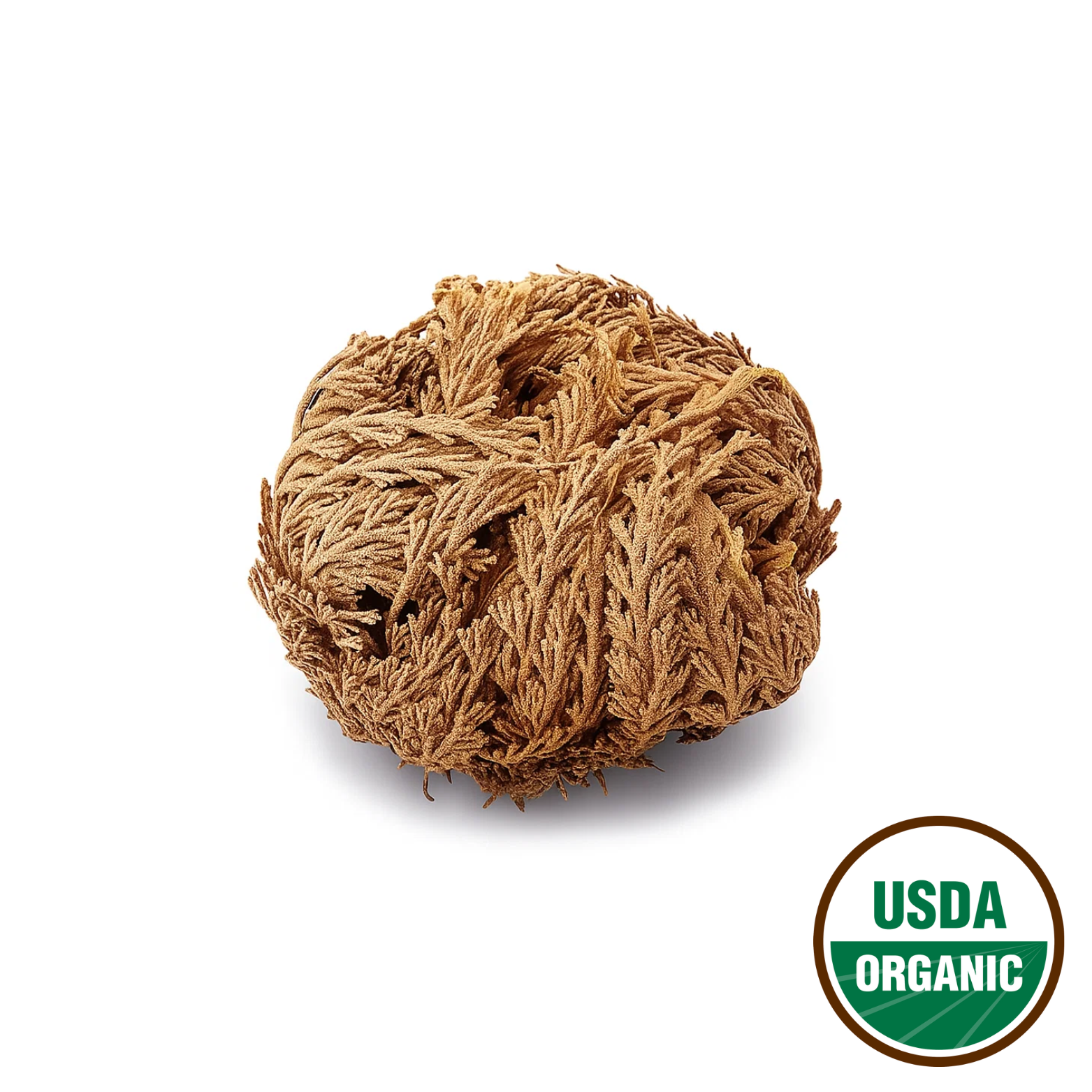 Green Tree - Wholesale Live Plant - Rose of Jericho ( Resurrection Rose )0