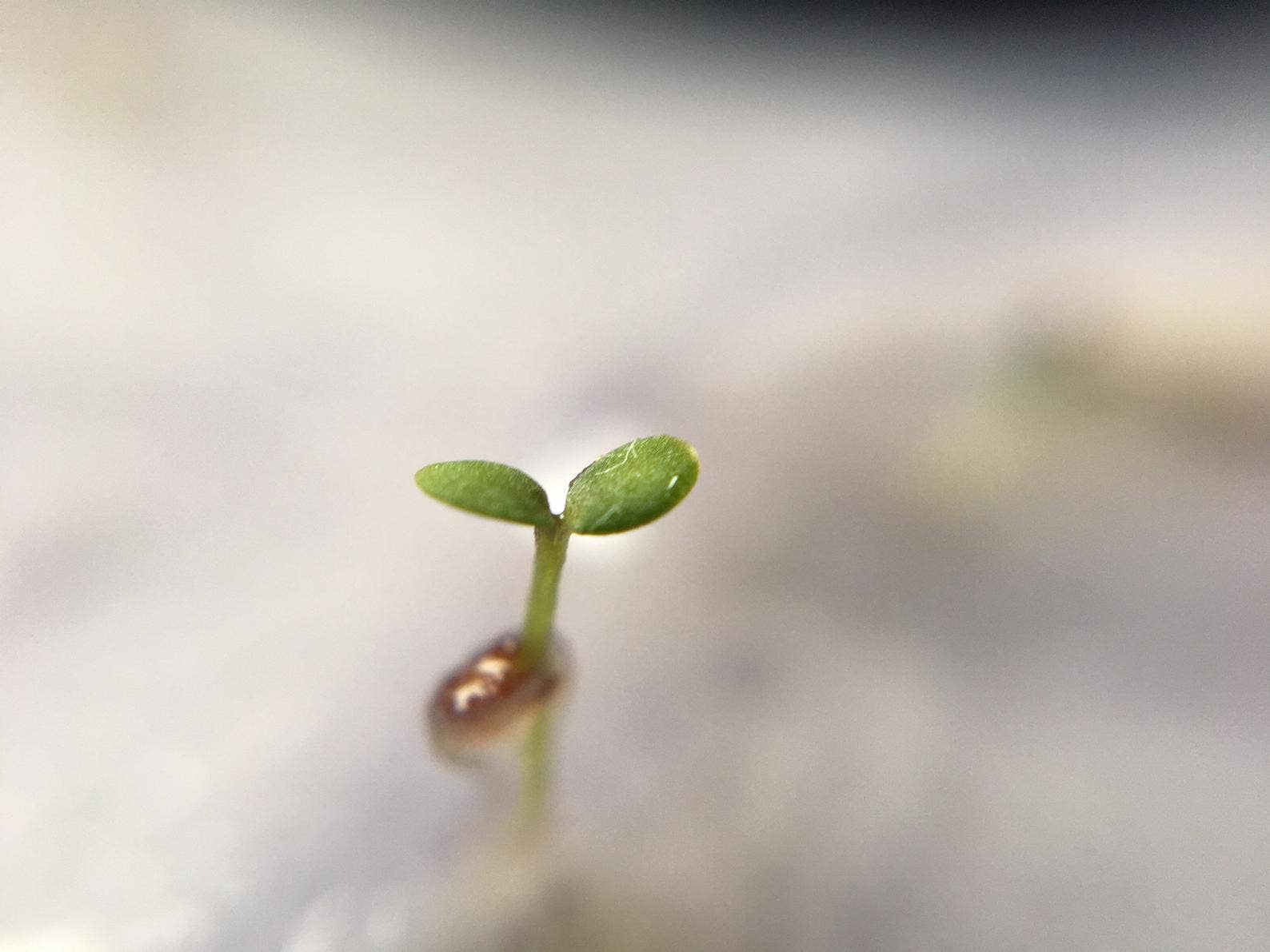 Erika's Whimsical Art – wholesale Birthday card – Plantable Seed Paper Card, Flower Illustration10