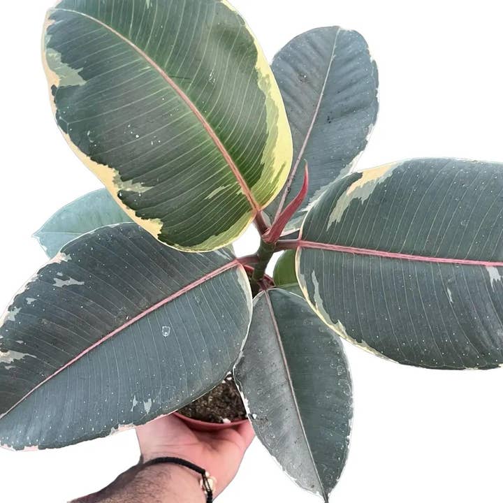 Ficus Teneke | Tropical Houseplant | 6” for wholesale by Nanu's Nursery
