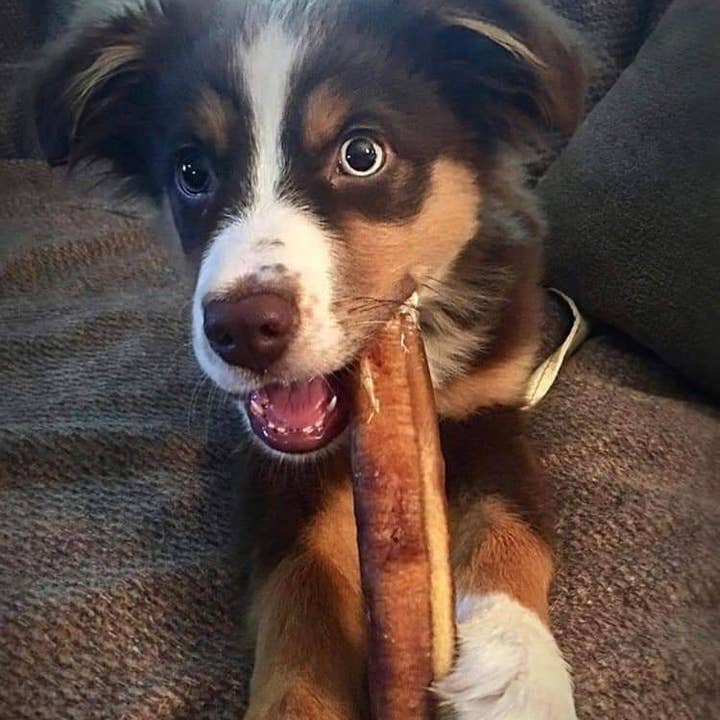 Dibo Pet Foods - Wholesale Pet Treats - Dog - Bully Stick – Low Odor Pizzle – STANDARD - 6"