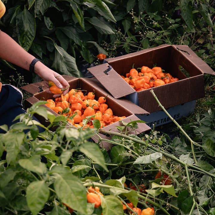 Blake Hill Preserves - Wholesale Jam/Jelly - Mango Habanero9