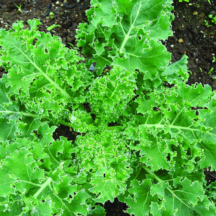 Bentley Seed Co. - Wholesale Plant Seeds - Bulk 500 Piece Vegetable Seed Packets