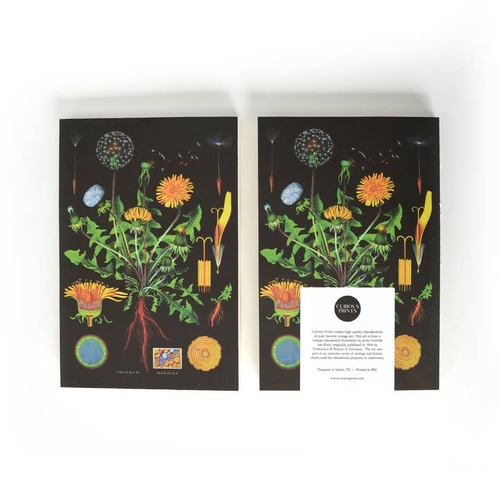 Curious Prints - Vente Cahiers - Carnet à reliure copte exposée vintage avec pissenlit botanique1
