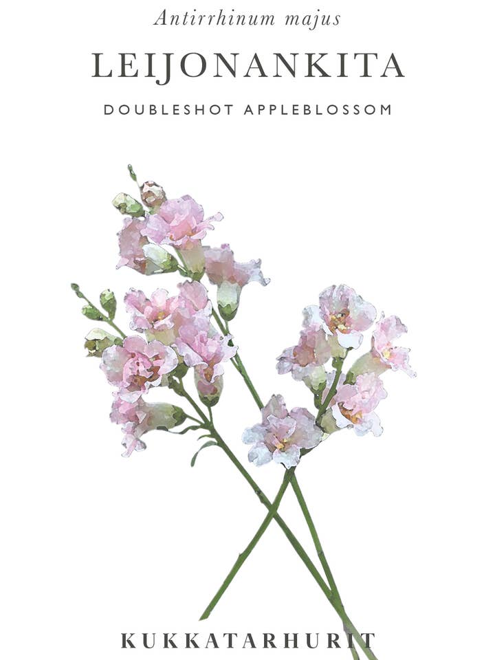 Leijonankita Doubleshot Appleblossom voor wholesale door Kukkatarhurit
