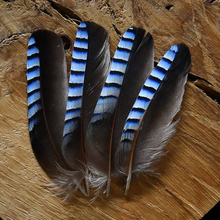 Plumes Naturelles - Venta al por mayor Material para manualidades - Plumas de Jay0