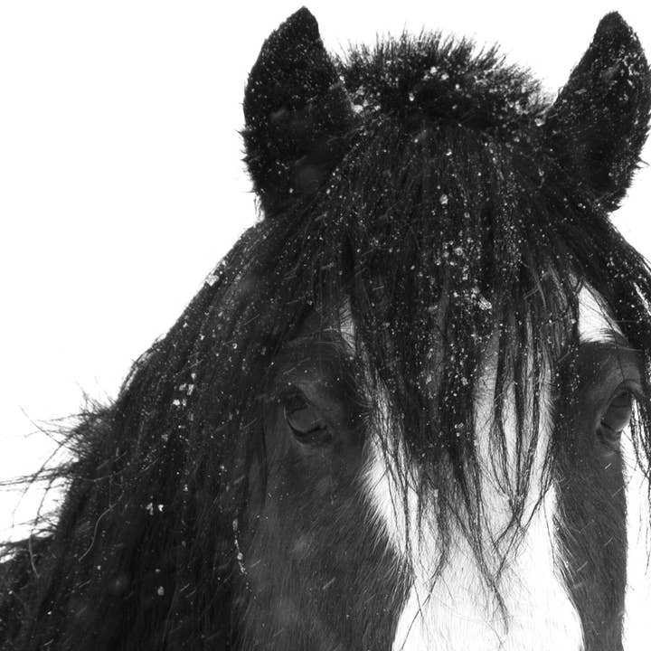 Tempête calme-B/W pour la vente par Leslie Le Coq Photography