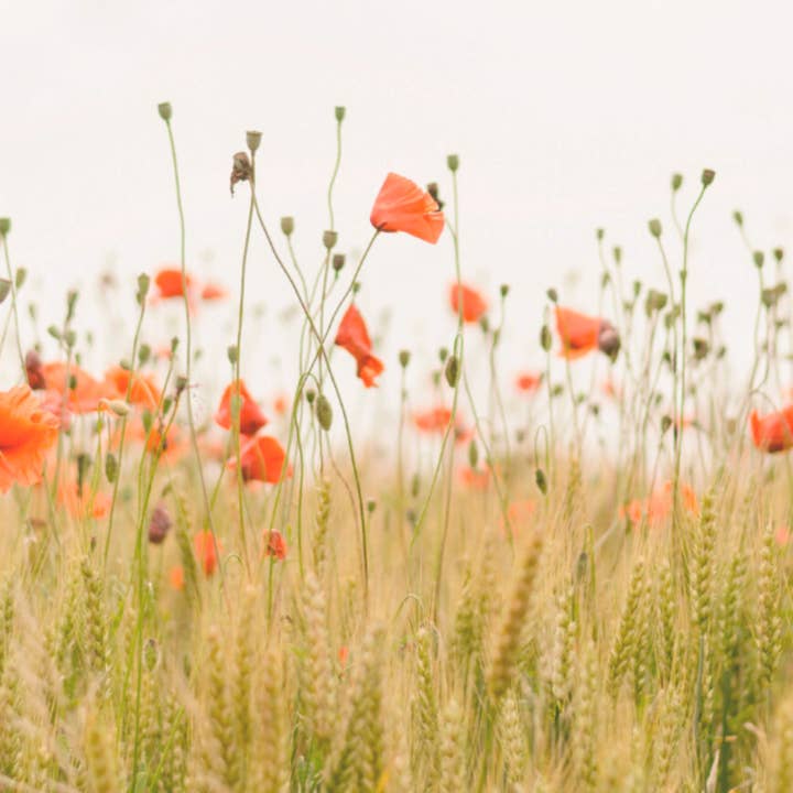 SG HOGAR - Wholesale Duvet Cover - Tivissa 300 Thread Poplin Duvet Cover7