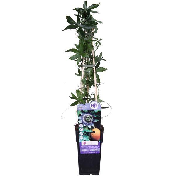 Oasis of Life - Wholesale Live Plant - Blue Passionflower – Passiflora caerulea – Ø15cm – approx. 65cm high – Hardy climbing plant with exotic flowers – For pergola, fence & trellis1