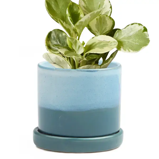 Chive UK - Wholesale Plant Pot - Minute - Glazed Modern Ceramic Pot with Saucer31