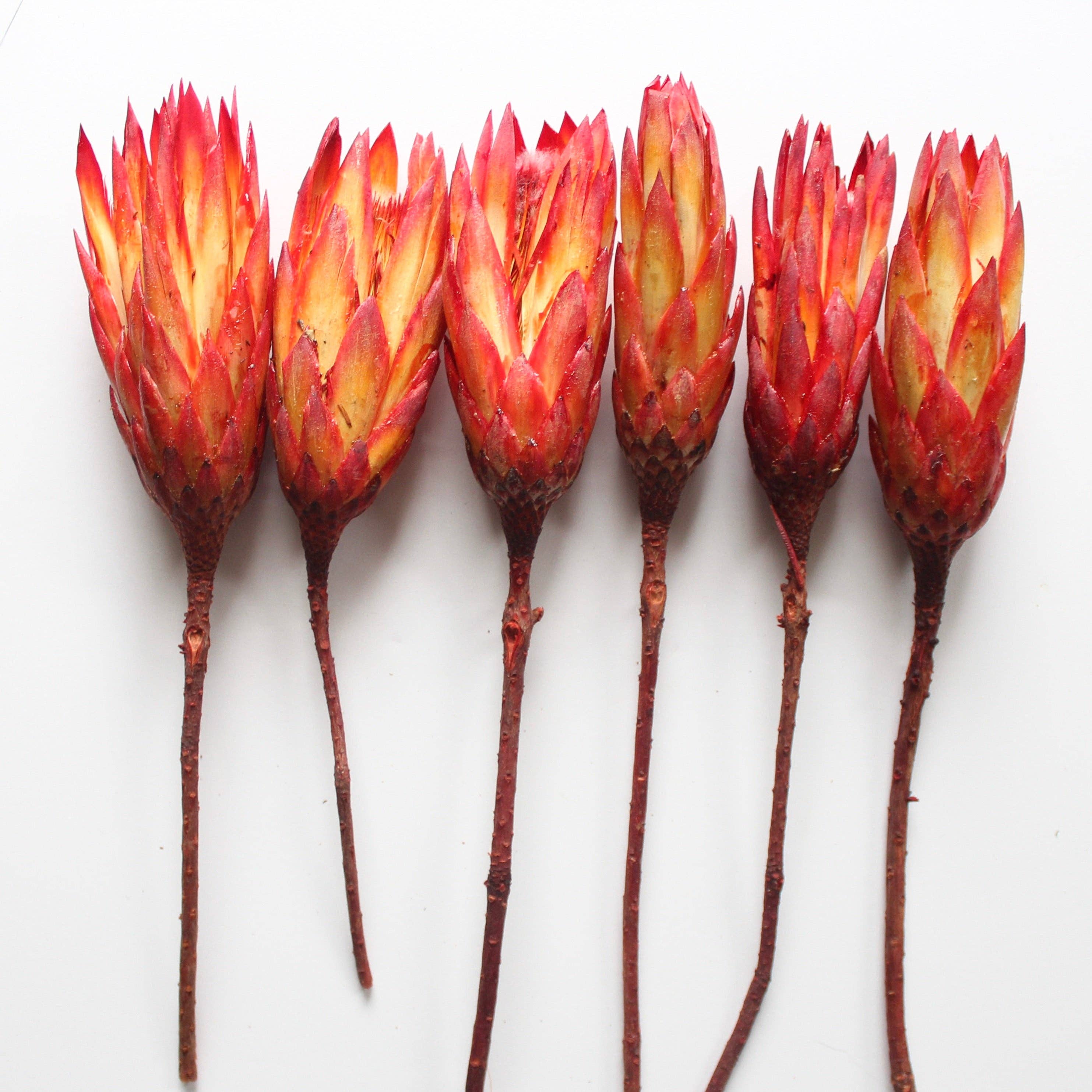 Roxanne's Dried Flowers - Wholesale Dried/Pressed Flowers - Protea  - Repens2