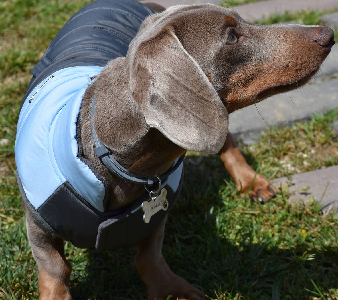 Nayeco – wholesale Pet jacket – Dog – Monte Carlo Blue Jacket2