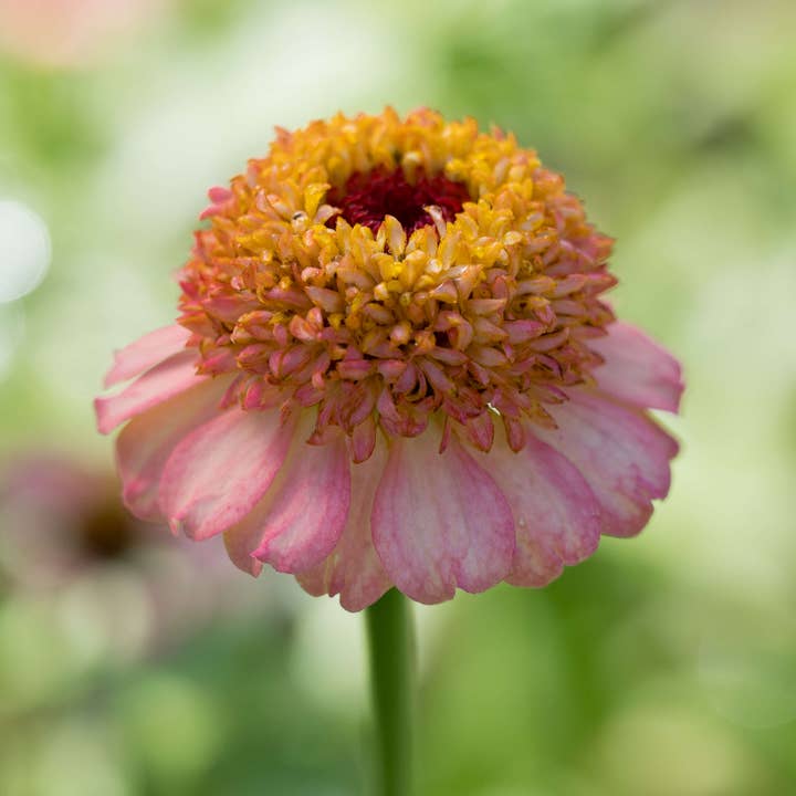 Zinnia Zinderella Peach for wholesale by Bear Creek Farm