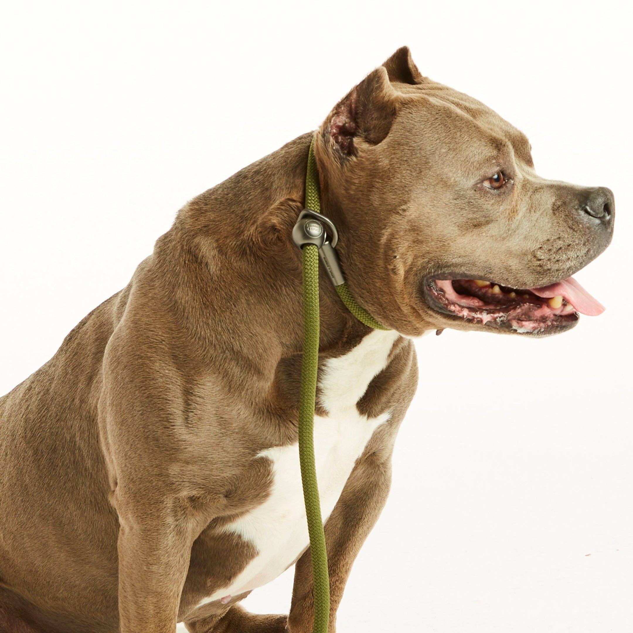 Bubble and Spike - Wholesale Hondenriem - Hond - Olijfgroene Eenvoudige Slipriem™1