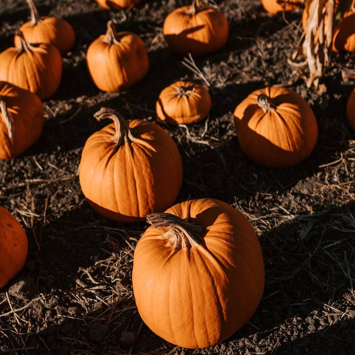 wick + wonder - Wholesale Jar/Filled Candle - Pumpkin Spice – Soy Wax Candle – Halloween / Autumn – 180ml1