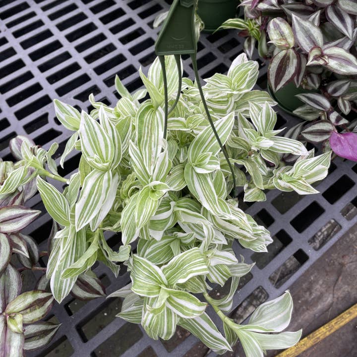Thorsen's Greenhouse - Wholesale Live Plant - Tradescantia Hanging Basket - 6" Live Plant9