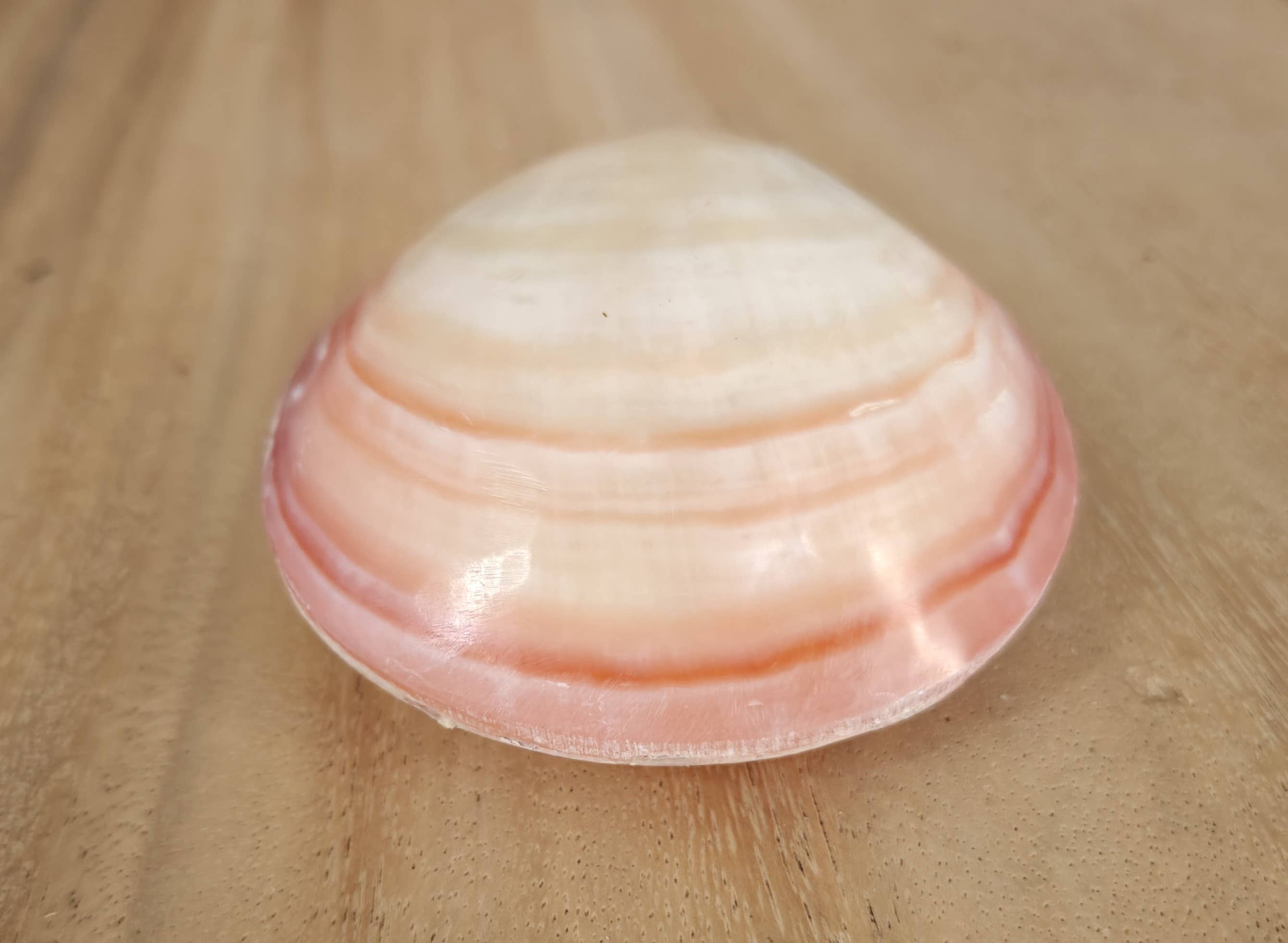 Product Import Holland - Wholesale Decorative Tabletop Object - Kerang Pink Big - nature - shell - decoration - coast1