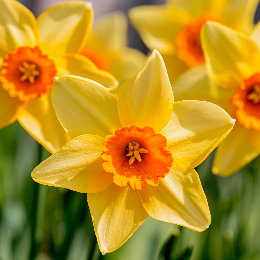 Thorsen's Greenhouse - Vente Plante - Bulbes de jonquille - Variétés uniques - Vivaces3
