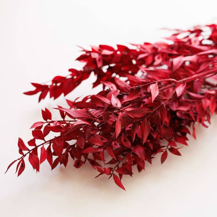 Botte Ruscus Rouge pour la vente par Flowrette