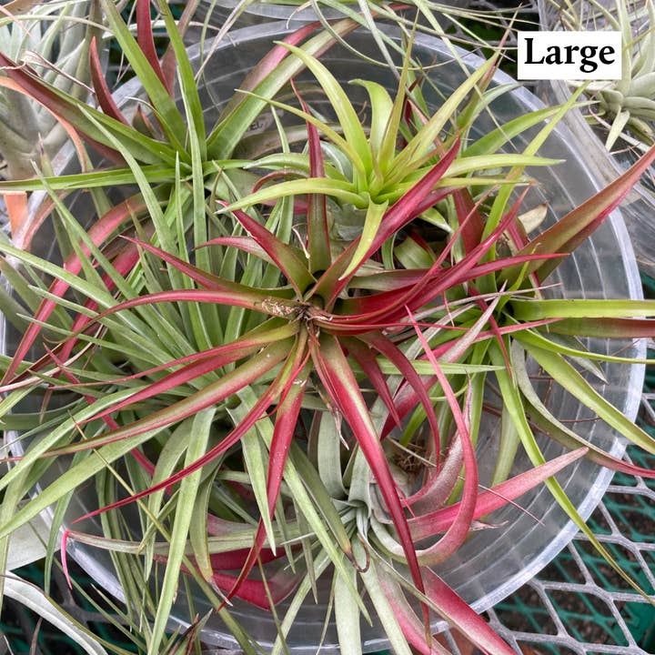 Thorsen's Greenhouse - Vente Plante - Air Plant - Assorti11
