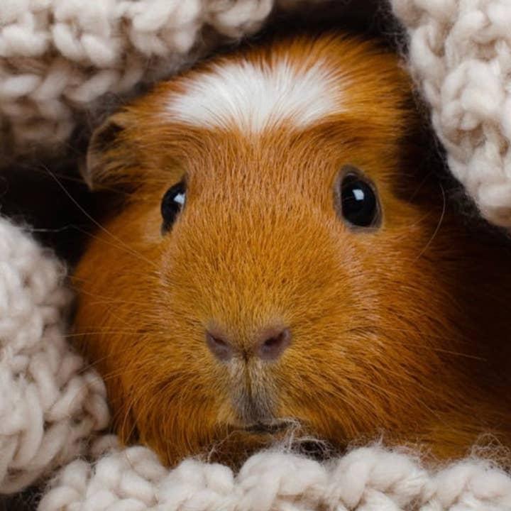 Lil' Critter: Saat-Buffet für den Großhandel von F.F.& CO. Luxury Magic Tallow