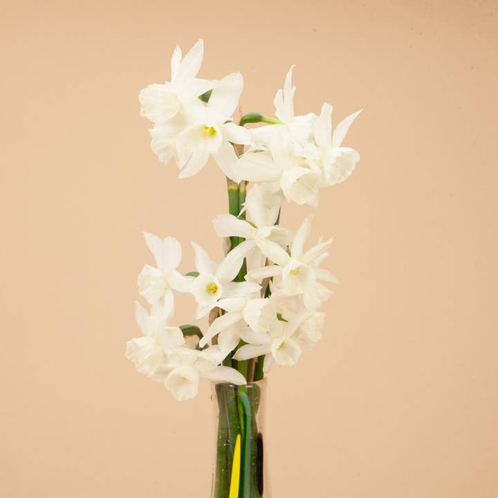 Plantgem - Wholesale Plant Seeds - Mini Triandura Thalia Daffodil - 12 Bulbs