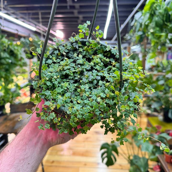Plant Daddies of Atlanta LLC - Wholesale Live Plant - String of Frogs