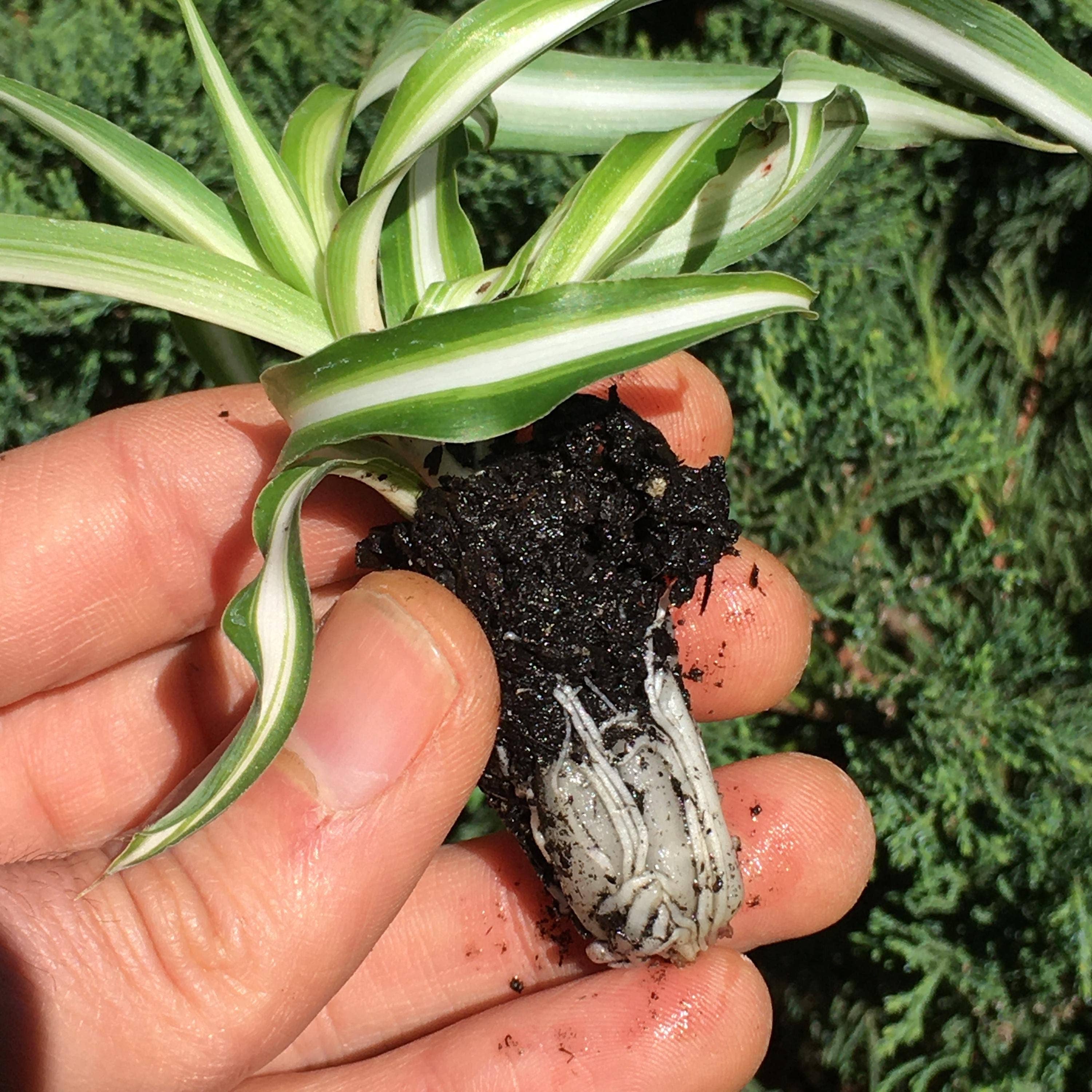 Wildheart Crystals – wholesale Live plant – Curly Bonnie Spider Plant - Rooted Air Purifier4