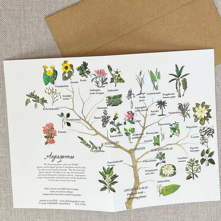Fairhope Graphics – Engroshandel Hverdagshilsen kort – Blomstrende Planter Afdeling