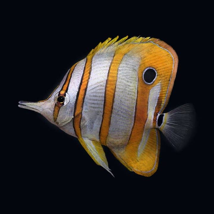 Copperband butterflyfish BLACK ediiton.- A1/A2 Print (port) for wholesale by Hidden Planet
