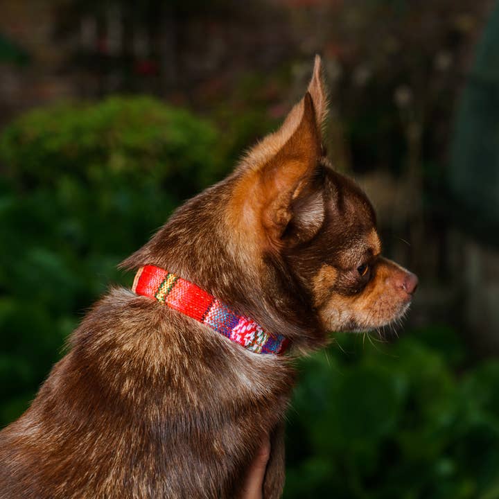 Hiro + Wolf - Wholesale Pet Collar - Dog - Inca Orange Dog Collar
