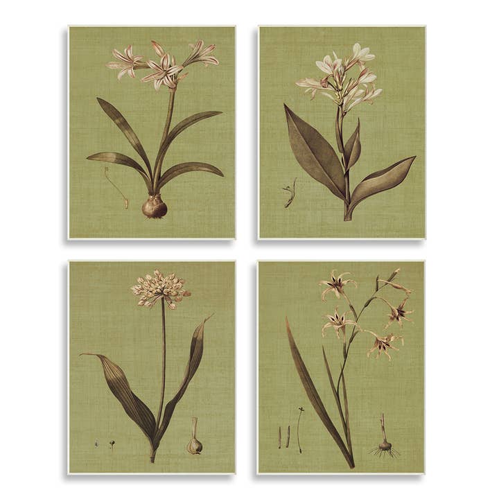 Vintage Botanical Plant Illustration Scientific 4pc Set for wholesale by Stupell Industries