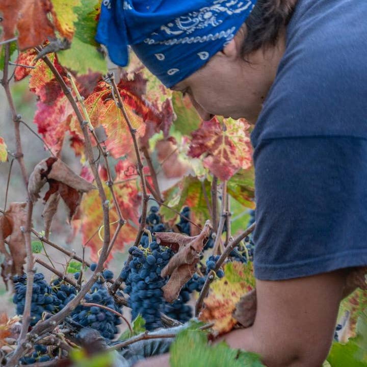 De Quarto Vitivinicoltori - Wholesale Red Wine - Albiria Primitivo di Manduria Dolce Naturale