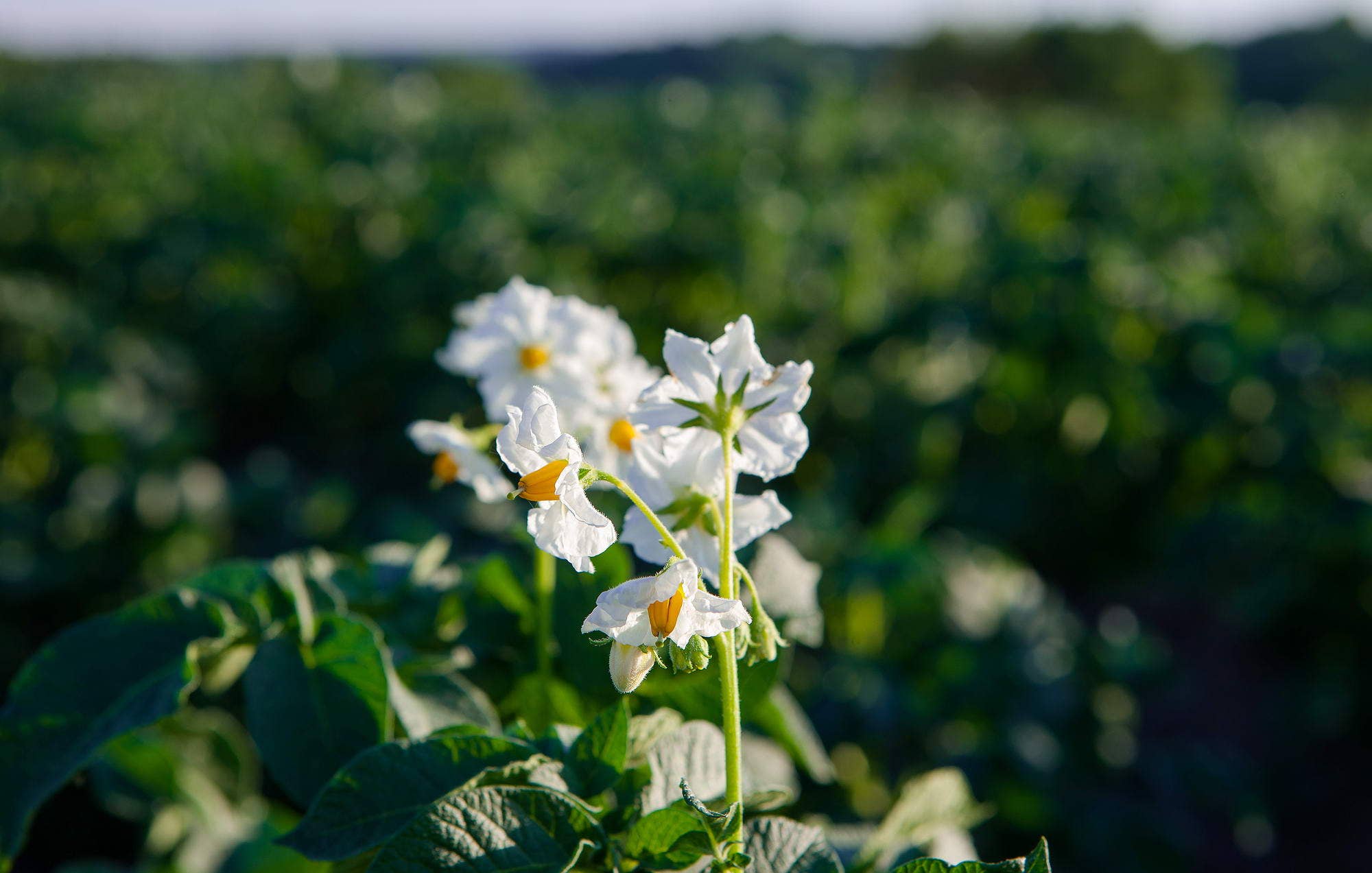 A.G.R. s.r.l. - Wholesale Canned Vegetables - Yellow potatoes from the Viterbesi Hills [EU only]2