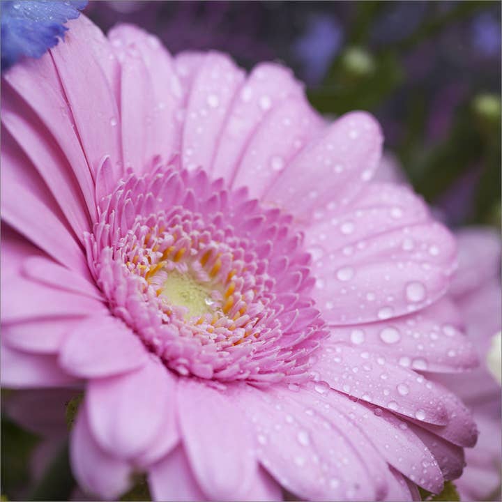 Blank Card - Pink Gerbera for wholesale by Leonard Smith
