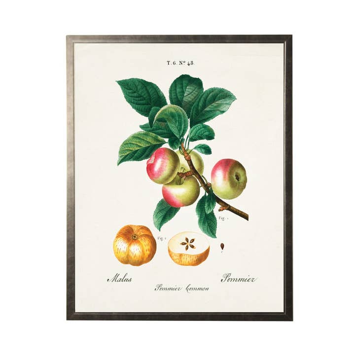 Apples Vintage Bookplate for wholesale by Antique Curiosities Inc