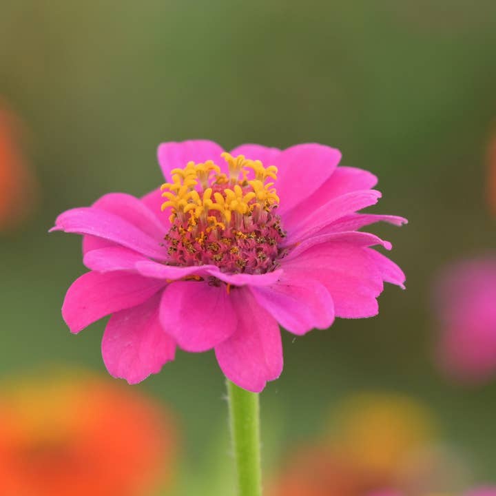 Potting Shed Creations, Ltd. - Wholesale Plant Seeds - NEW Flower Cutting Garden Box | Mixed Zinnia 8