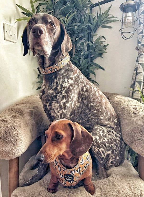 Pet Pooch Boutique – wholesale Pet harness – Dog – Woodland Badger Puppy Dog Harness (Autumn/mustard yellow)3