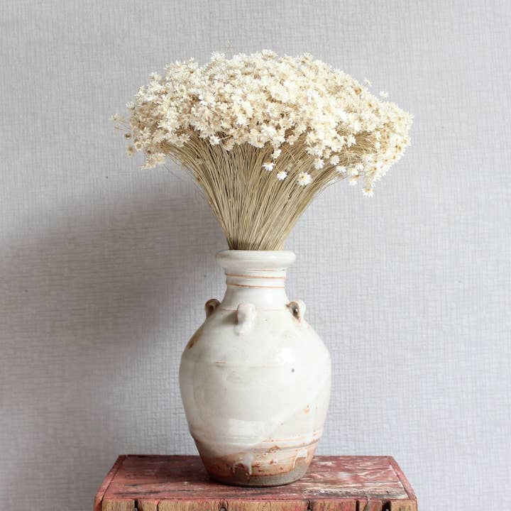 Natural Star Flowers (Marcela) for wholesale on Faire2