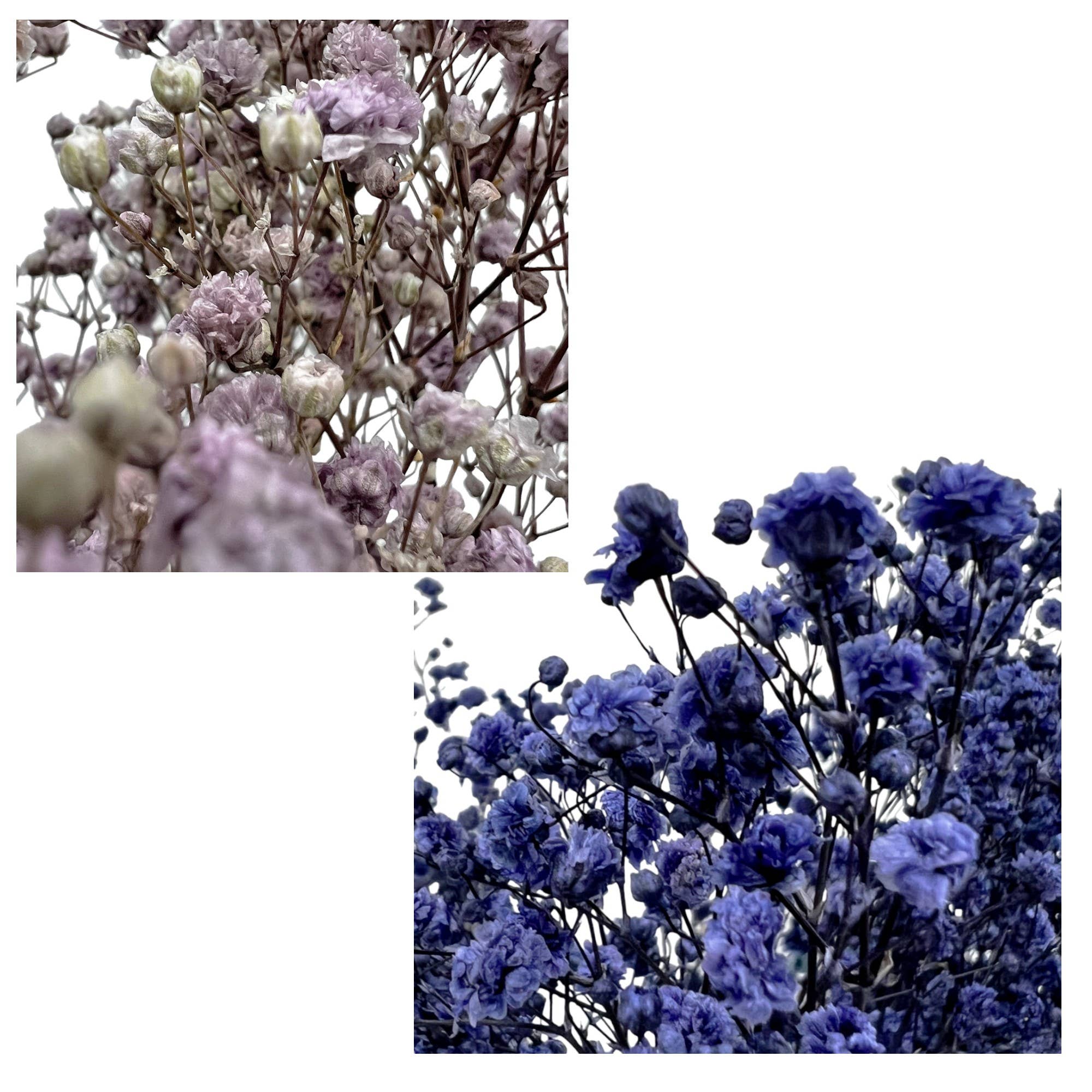 2626 Designs - Wholesale Dried/Pressed Flowers - Preserved Gypsophila, Baby's Breath,24" long5