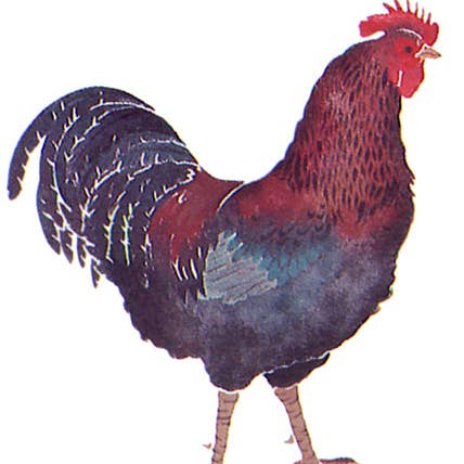 Pochoir mural coq pour la vente par Designer Stencils