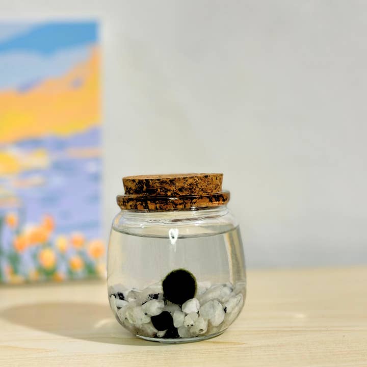 Moss Amigos | Moss Ball Terrariums - Wholesale Live Plant - Moonstone Chico
